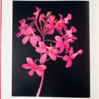 Orchid Flowers – 2 Volume Set