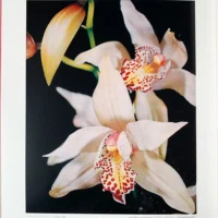 Orchid Flowers – 2 Volume Set