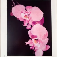 Orchid Flowers – 2 Volume Set