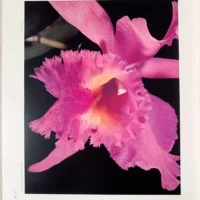 Orchid Flowers – 2 Volume Set