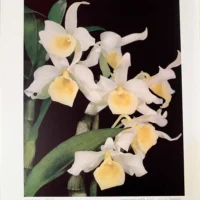 Orchid Flowers – 2 Volume Set
