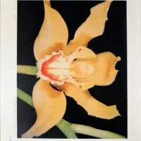 Orchid Flowers – 2 Volume Set