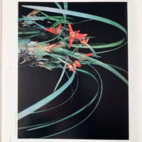 Orchid Flowers – 2 Volume Set