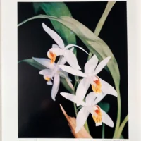 Orchid Flowers – 2 Volume Set