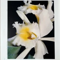 Orchid Flowers – 2 Volume Set