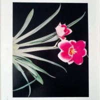 Orchid Flowers – 2 Volume Set