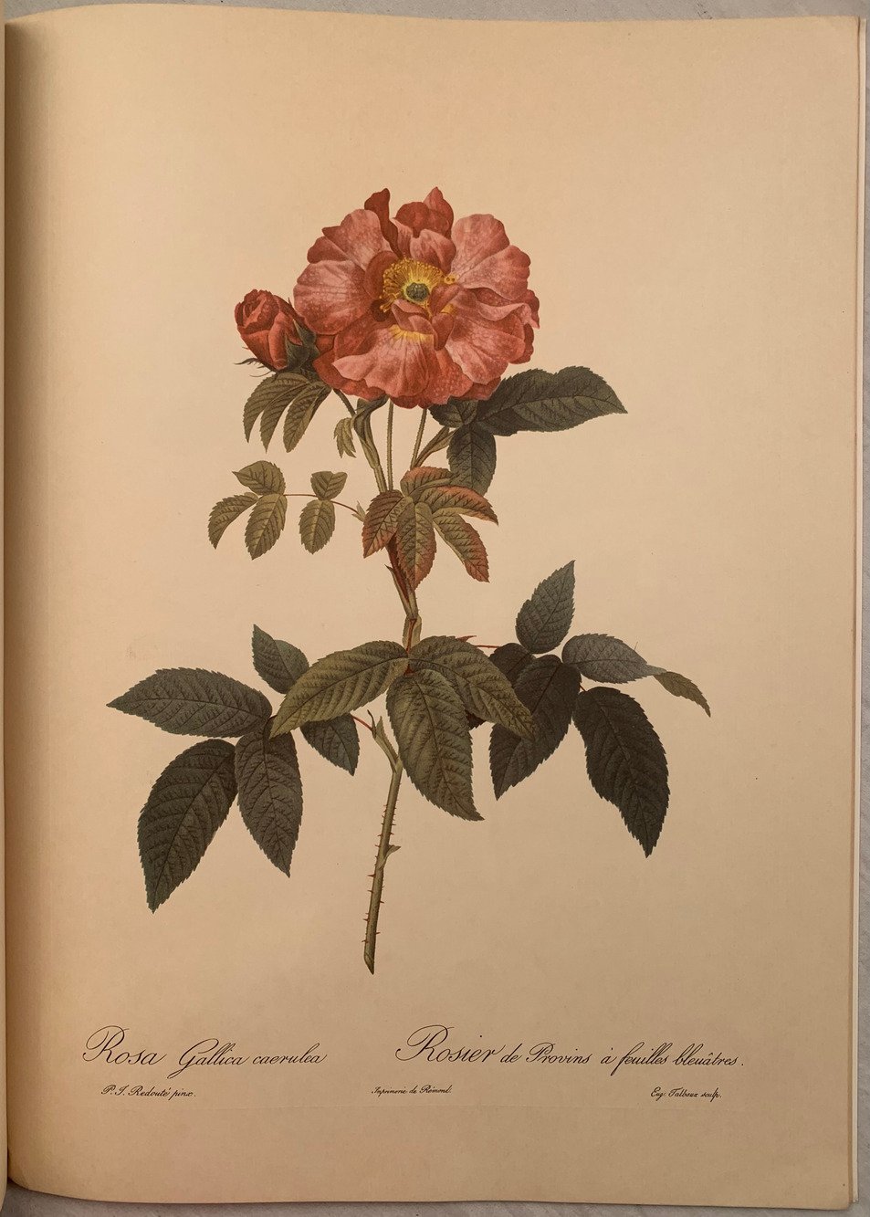 Roses 2