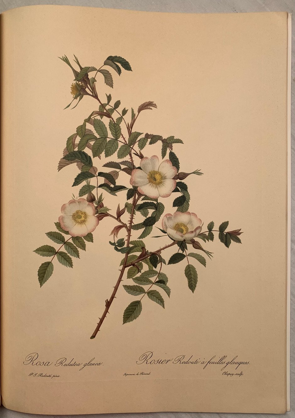 Roses 2
