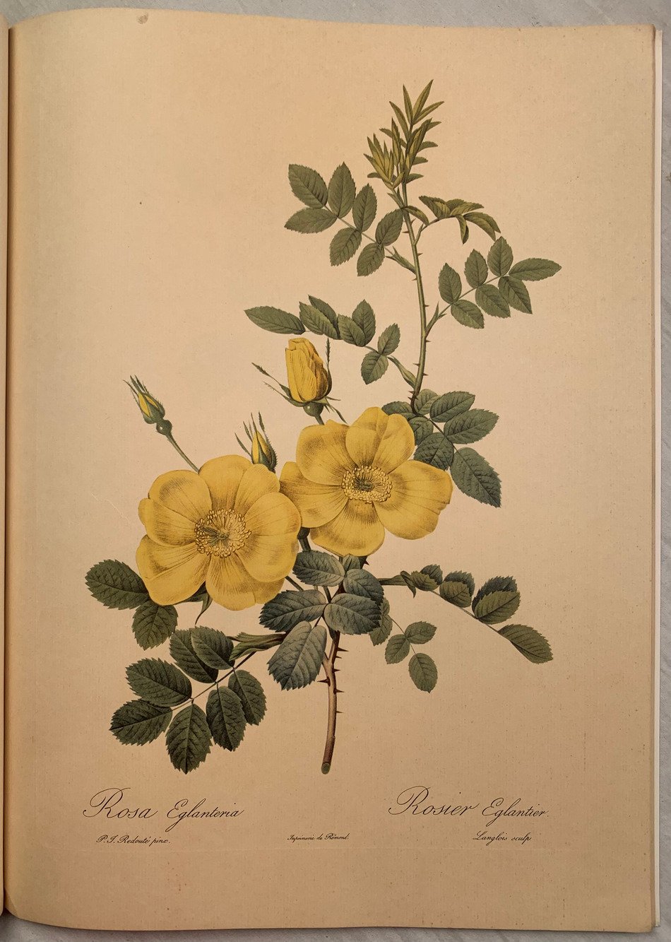 Roses 2