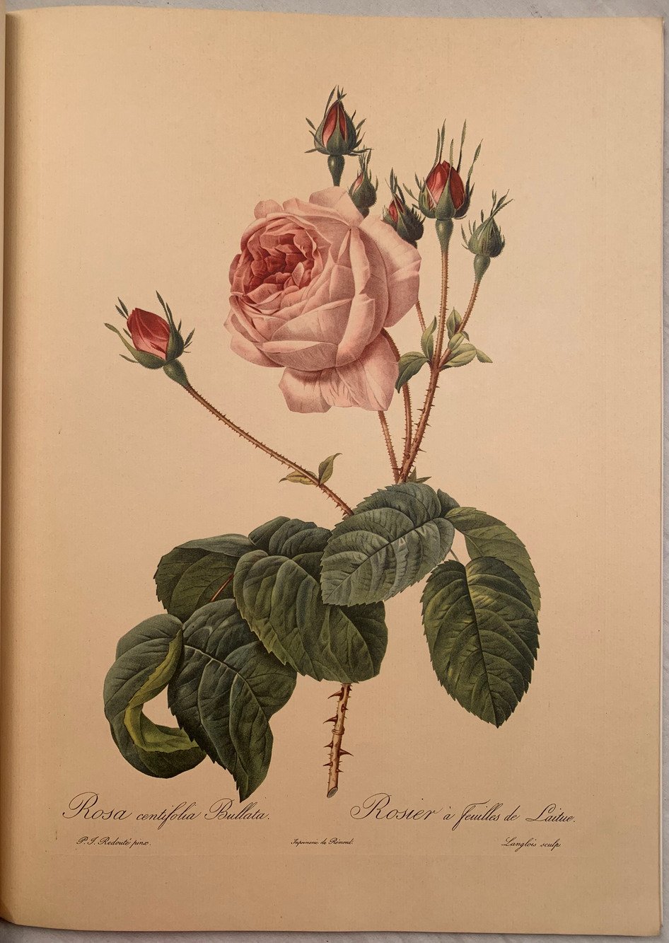 Roses 2