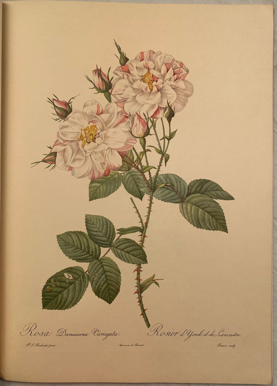 Roses 2