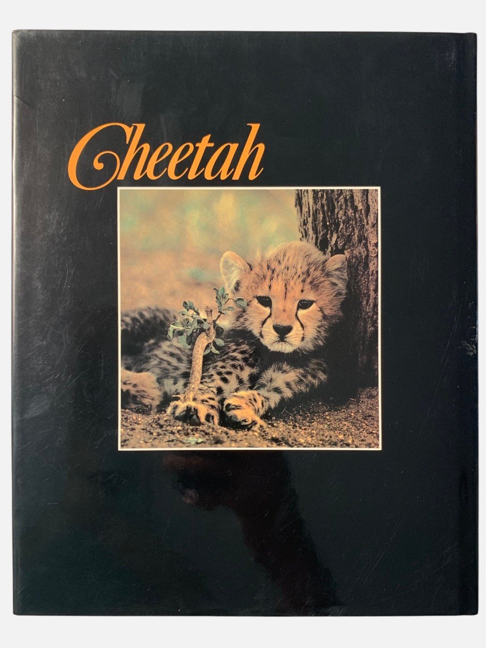 Cheetah