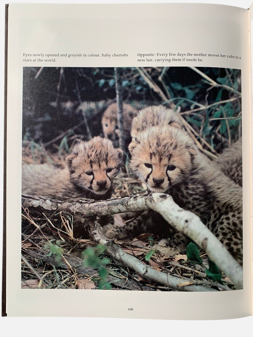 Cheetah
