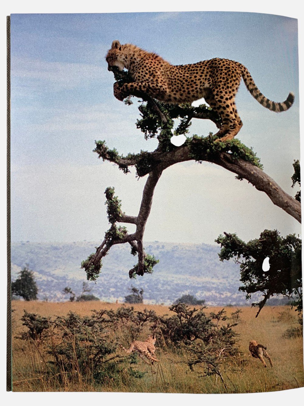 Cheetah