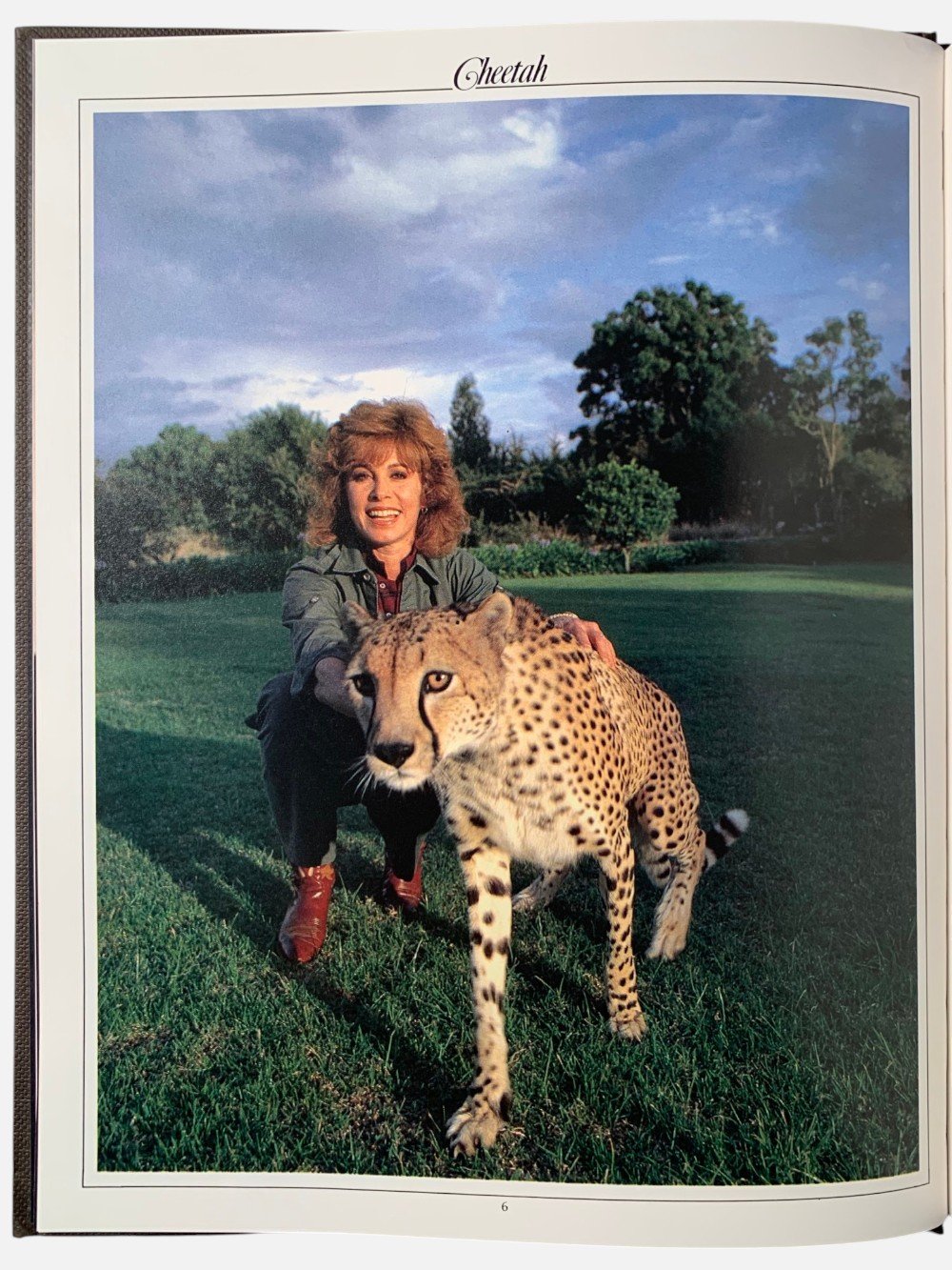 Cheetah