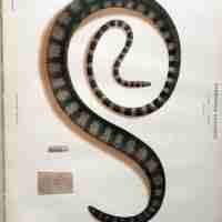The Thanatophidia of India Being a Description of the Venomous Snakes of the Indian Peninsula, with an Account of the Influence of their Poison on Life ; and a Series of Experiments.