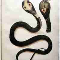 The Thanatophidia of India Being a Description of the Venomous Snakes of the Indian Peninsula, with an Account of the Influence of their Poison on Life ; and a Series of Experiments.
