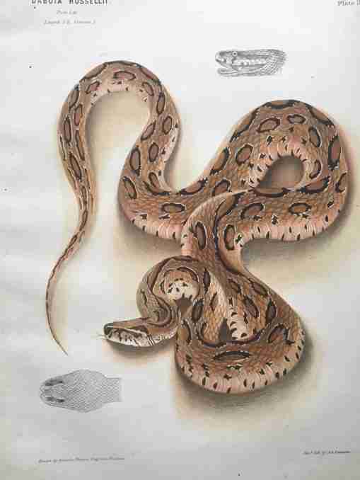 The Thanatophidia of India Being a Description of the Venomous Snakes of the Indian Peninsula, with an Account of the Influence of their Poison on Life ; and a Series of Experiments.