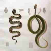 The Thanatophidia of India Being a Description of the Venomous Snakes of the Indian Peninsula, with an Account of the Influence of their Poison on Life ; and a Series of Experiments.