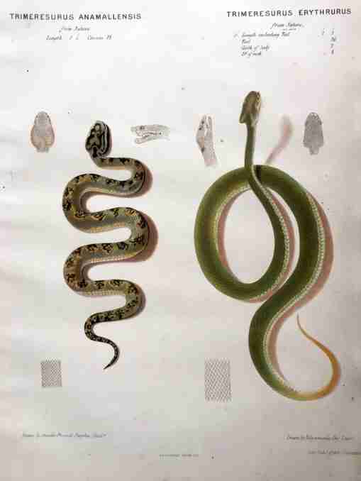The Thanatophidia of India Being a Description of the Venomous Snakes of the Indian Peninsula, with an Account of the Influence of their Poison on Life ; and a Series of Experiments.