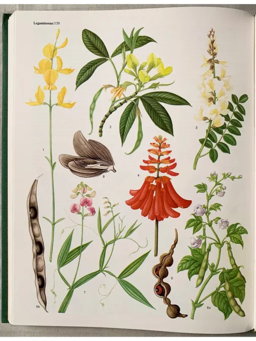 Flowering Plants Of The World