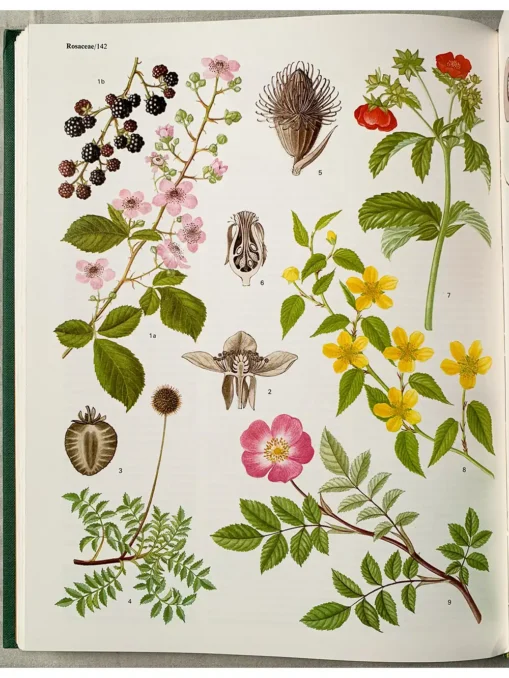 Flowering Plants Of The World