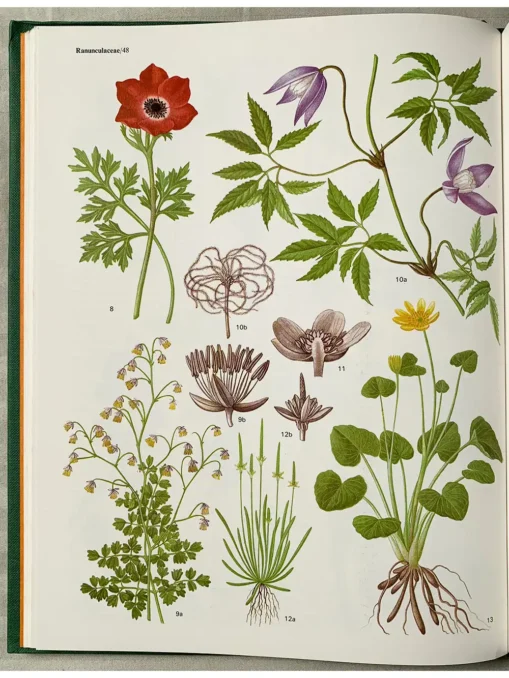 Flowering Plants Of The World