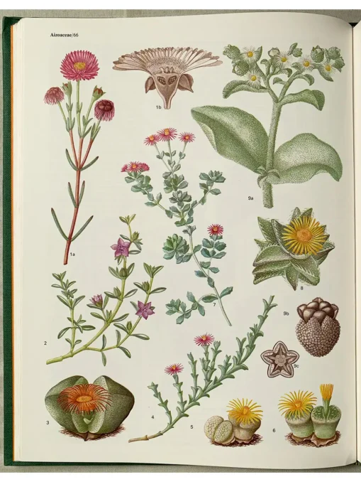Flowering Plants Of The World