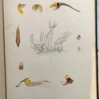 VOL IX:The Orchids Of The North Western Himalaya. - Image 9