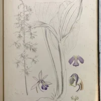 VOL IX:The Orchids Of The North Western Himalaya. - Image 8