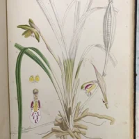 VOL IX:The Orchids Of The North Western Himalaya. - Image 7