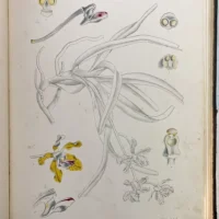 VOL IX:The Orchids Of The North Western Himalaya. - Image 6