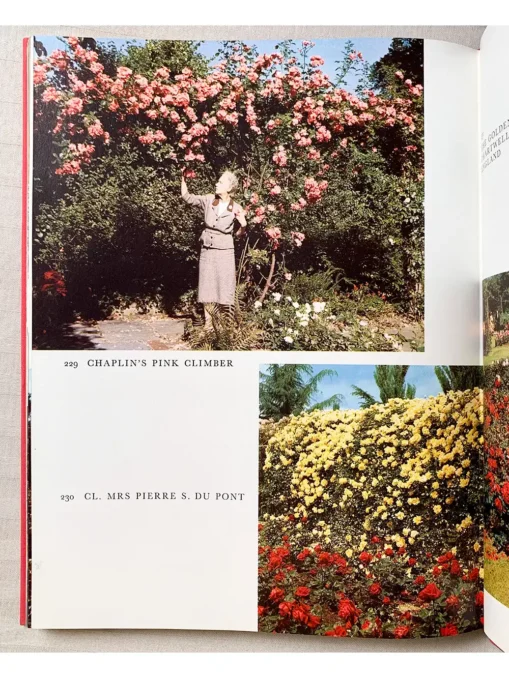 The World of Roses