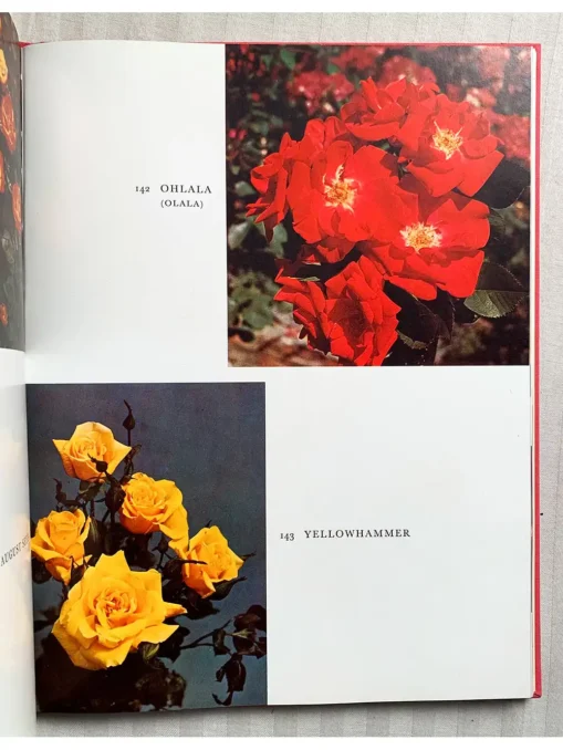 The World of Roses