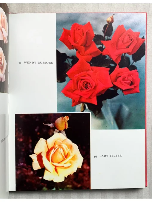 The World of Roses