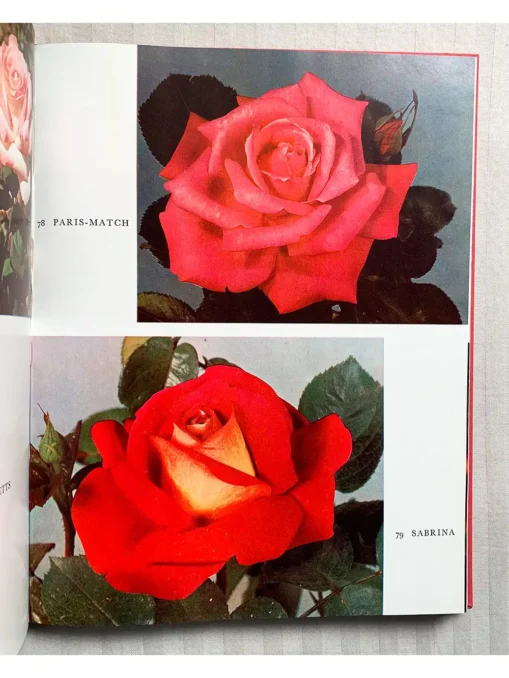 The World of Roses