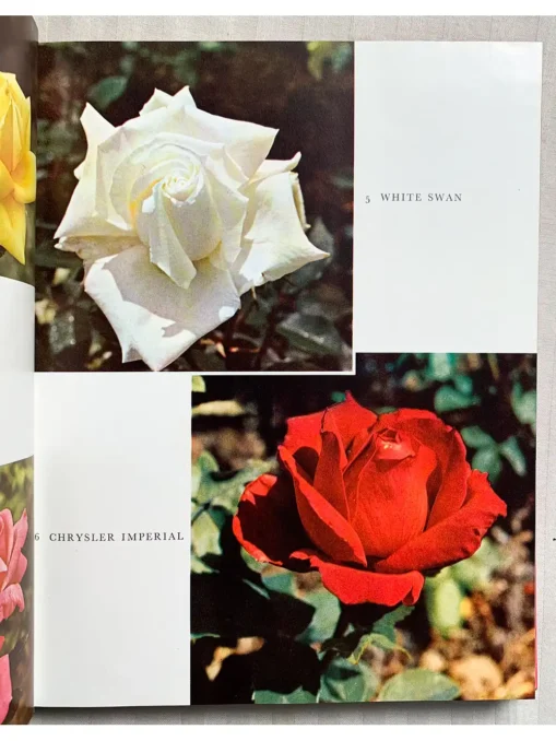 The World of Roses