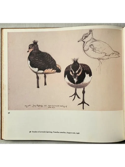A Sketchbook Of Birds