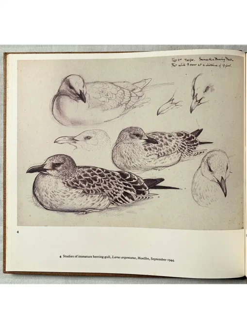A Sketchbook Of Birds