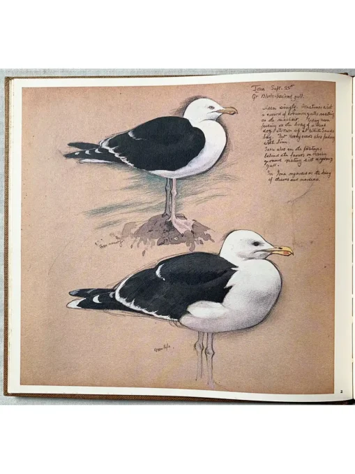 A Sketchbook Of Birds