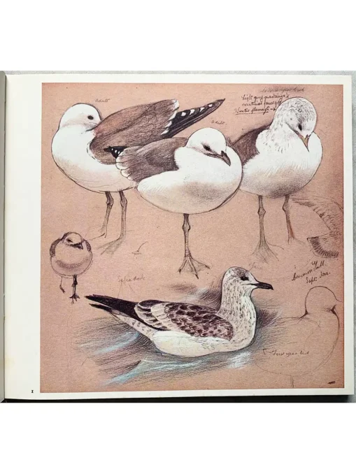 A Sketchbook Of Birds