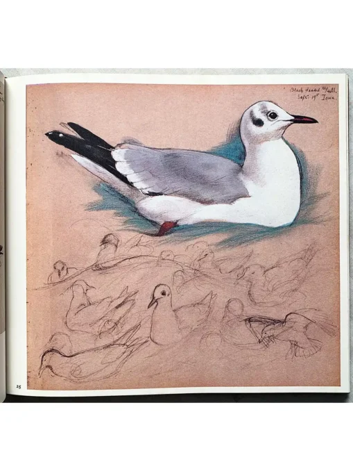 A Sketchbook Of Birds