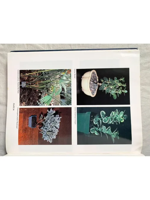 Foliage Plants For Decorating Indoors Plants, Design…Gardens