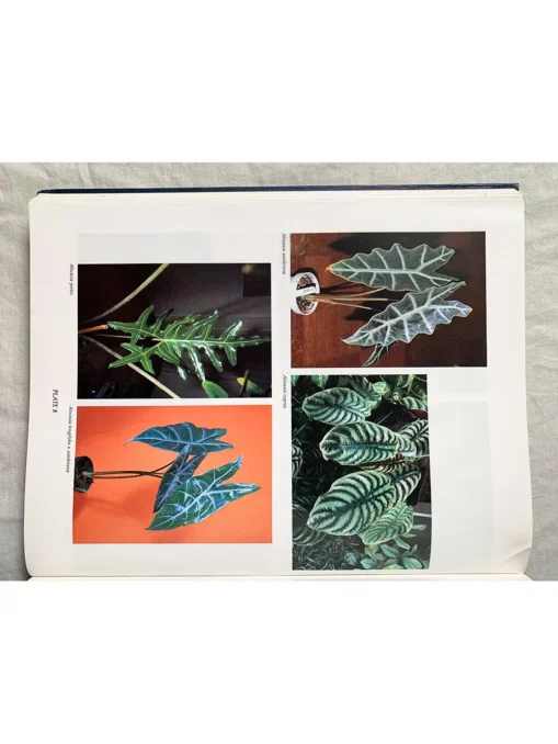 Foliage Plants For Decorating Indoors Plants, Design…Gardens
