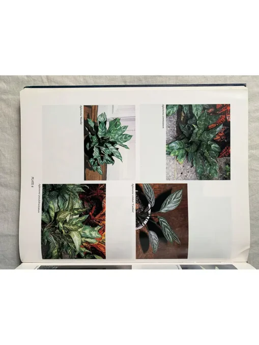 Foliage Plants For Decorating Indoors Plants, Design…Gardens - Image 9
