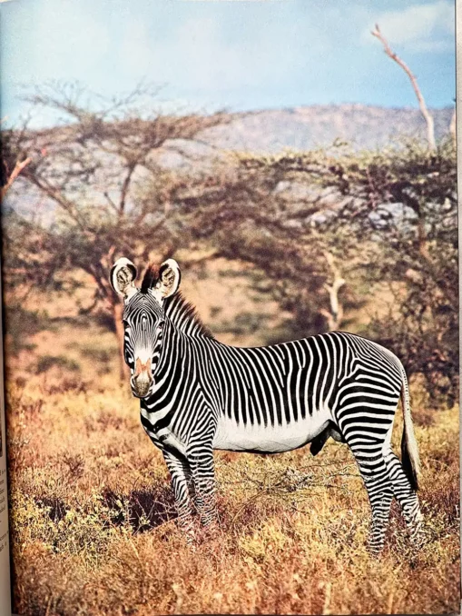 They Live In Africa Nature’s Paradise