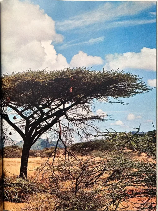 They Live In Africa Nature’s Paradise
