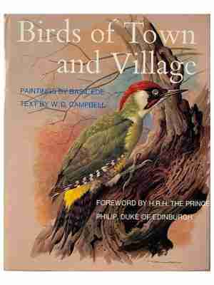 Birds Of Town And Village