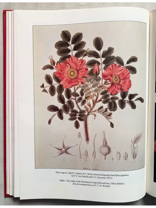 The Companion To Roses - Image 2
