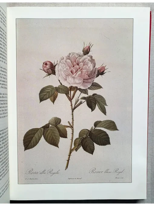 The Companion To Roses